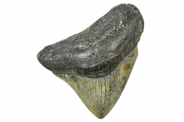 Juvenile Megalodon Tooth - North Carolina #359052